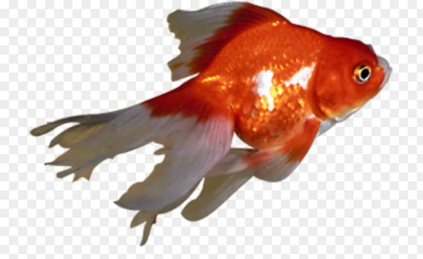 Fish Goldfish Feeder Bony Fishes Fin Marine Biology PNG