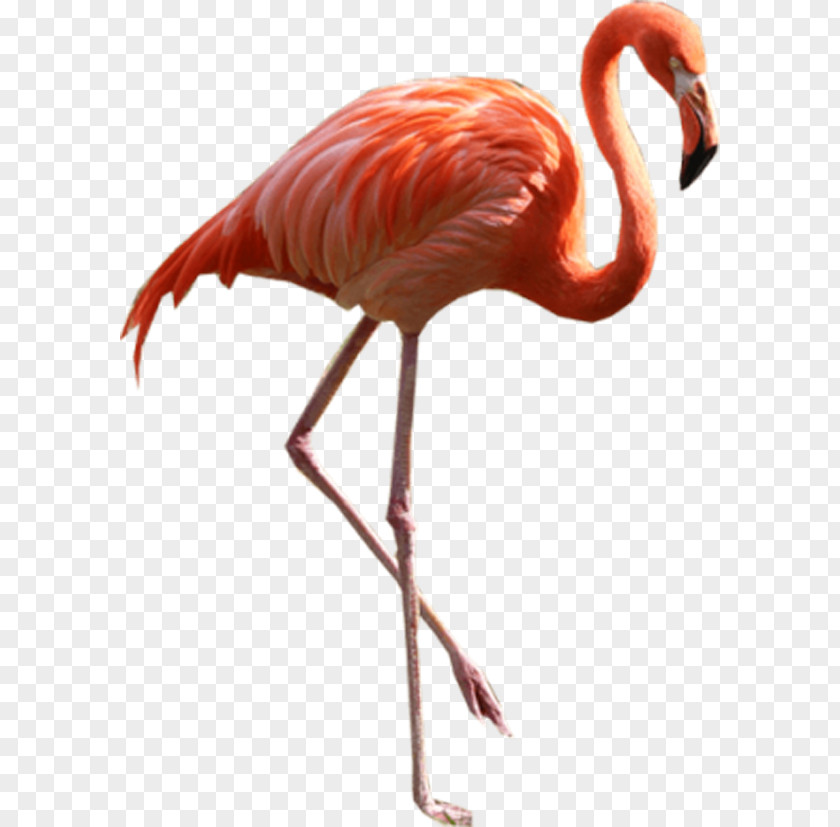 Flamingos Heels Flamingo Clip Art PNG