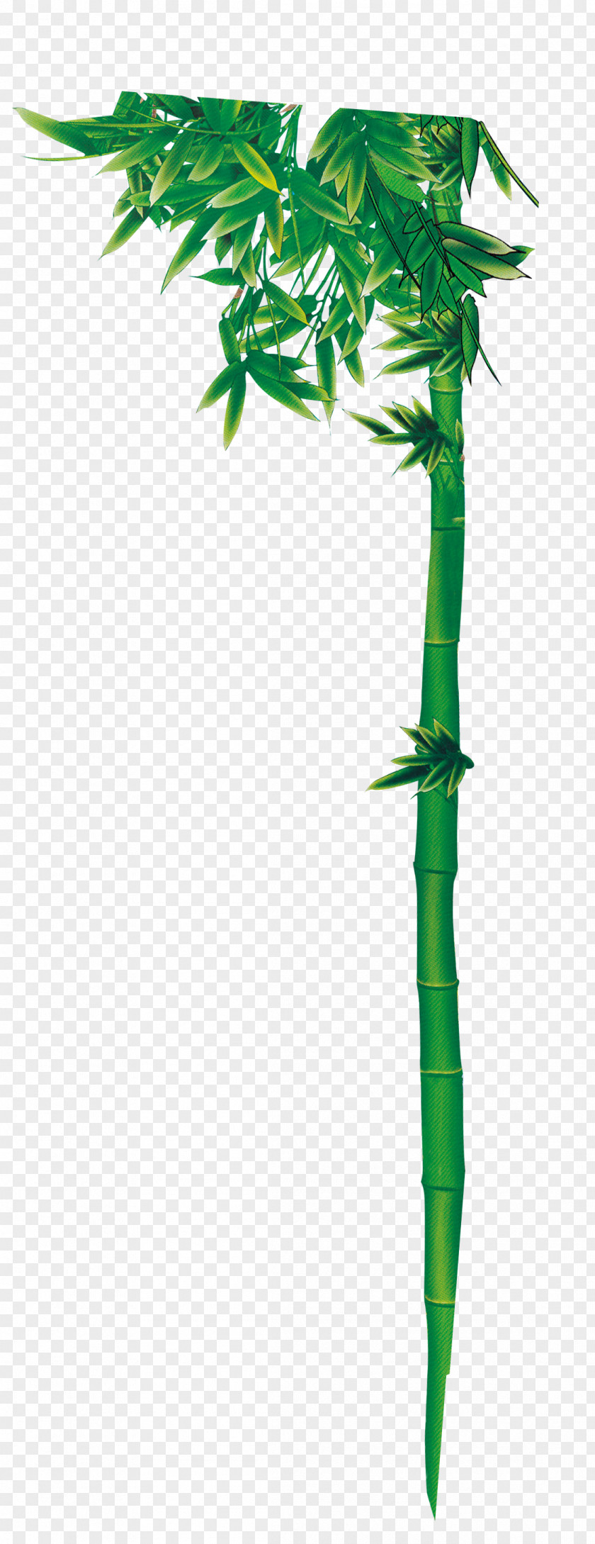 Hsinchu Bamboo Sketch Hand Drawing PNG