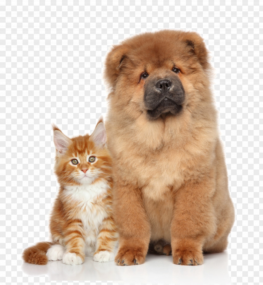 Pet Cat Dog Chow Kitten Puppy PNG