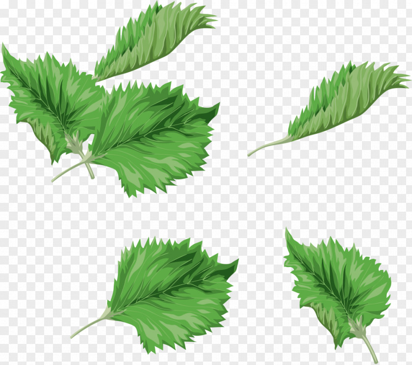 Watercolor Green Leaves Picture Leaf Painting Clip Art PNG