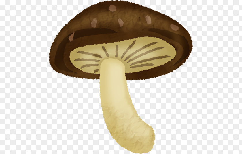 Agaricus PNG