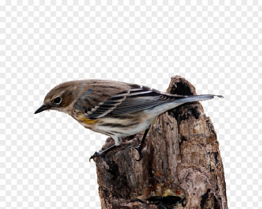 Bird House Sparrow Vertebrate New World Warbler PNG