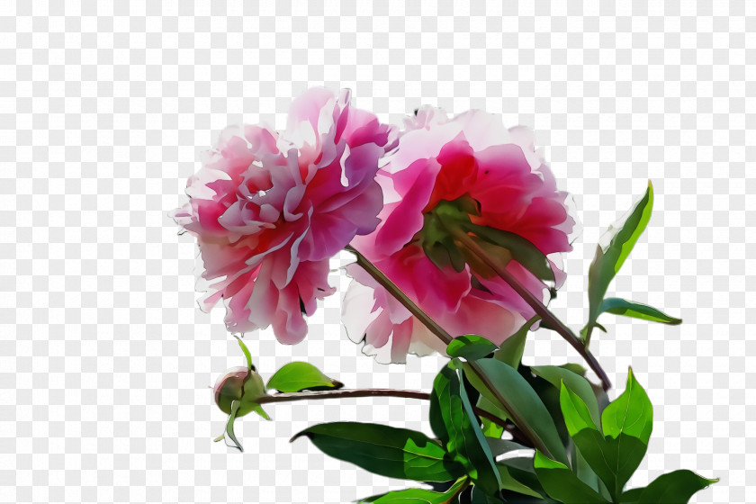 Branch Cut Flowers Flower Flowering Plant Pink Petal PNG
