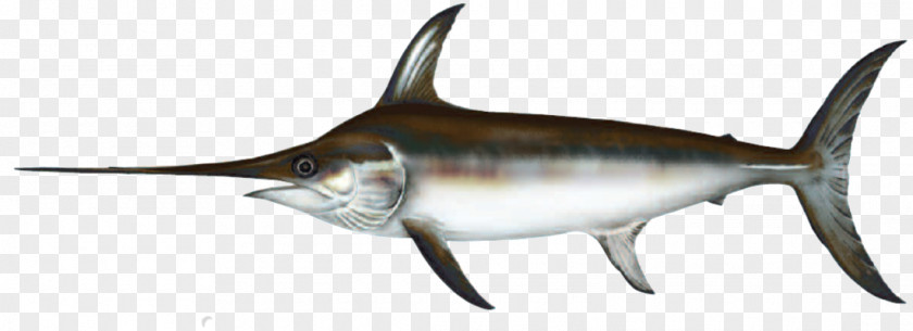 Fish Swordfish Indo-Pacific Sailfish European River Lamprey Atlantic PNG