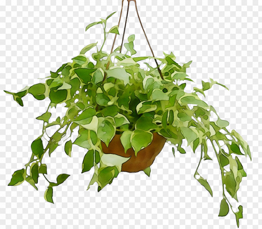 Flowerpot Houseplant Leaf Herb Branching PNG