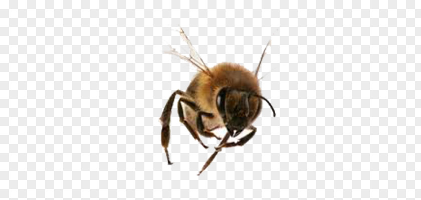 Bee Sketch Stinger Italian Bombus Hortorum Pterygota Apidae PNG