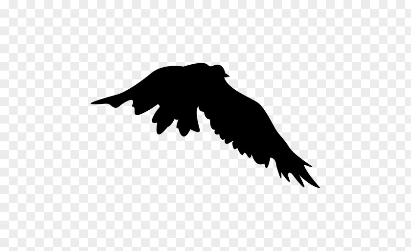 Bird Flight Silhouette Eagle PNG