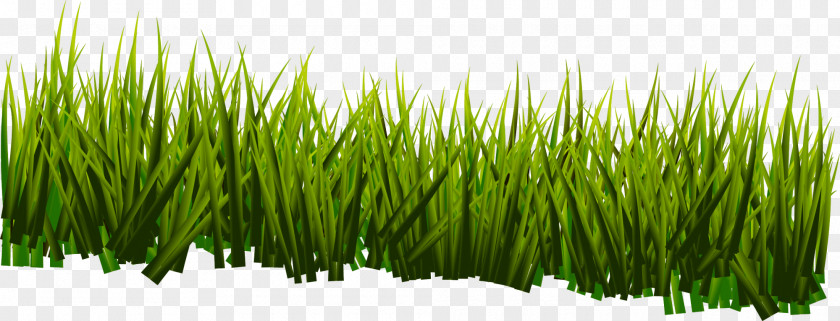 Green, Fresh Grass Vetiver Sweet Commodity Wheatgrass Plant Stem PNG