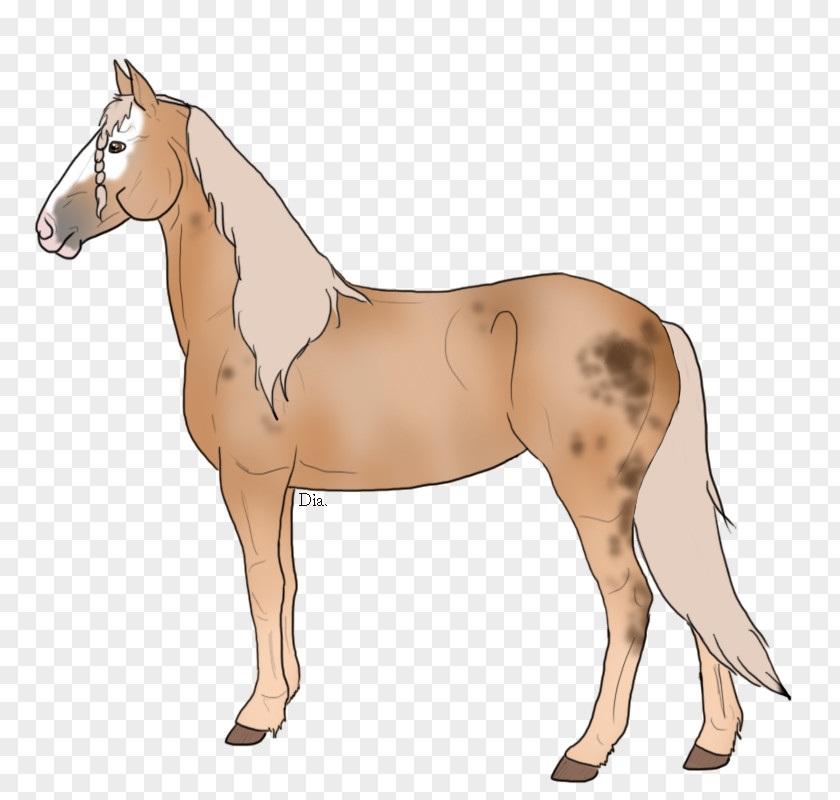 Height Rescue Mule Foal Stallion Mare Colt PNG