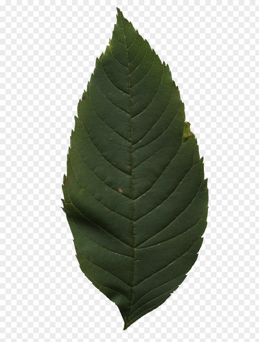 Leaf Pattern Tree PNG
