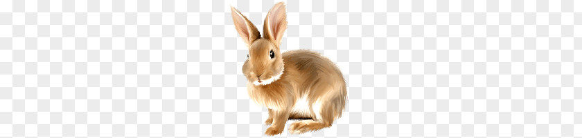 Rabbit PNG clipart PNG