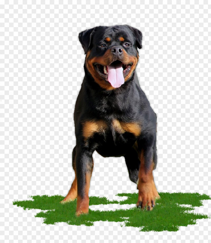 Sporting Group Giant Dog Breed Cartoon PNG