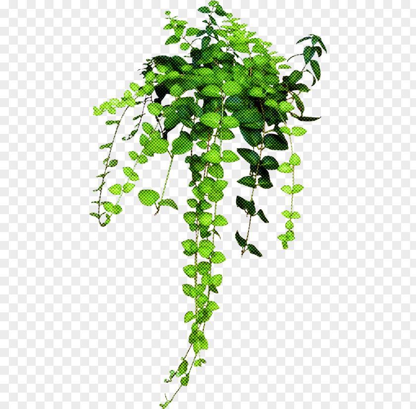 Twig Houseplant Ivy PNG