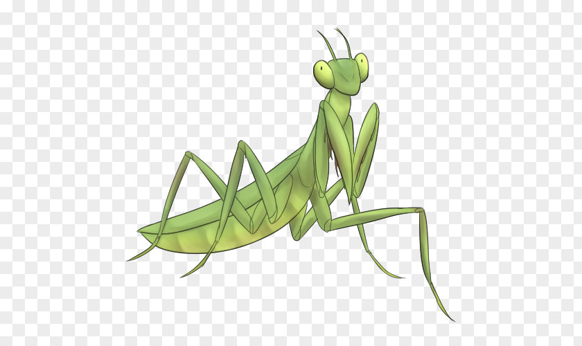 Design Locust Mantis Clip Art PNG
