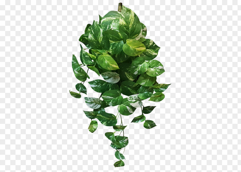 Green Leaves Potted Buckle Png Devil's Ivy Plant Variegation Vine Leaf PNG