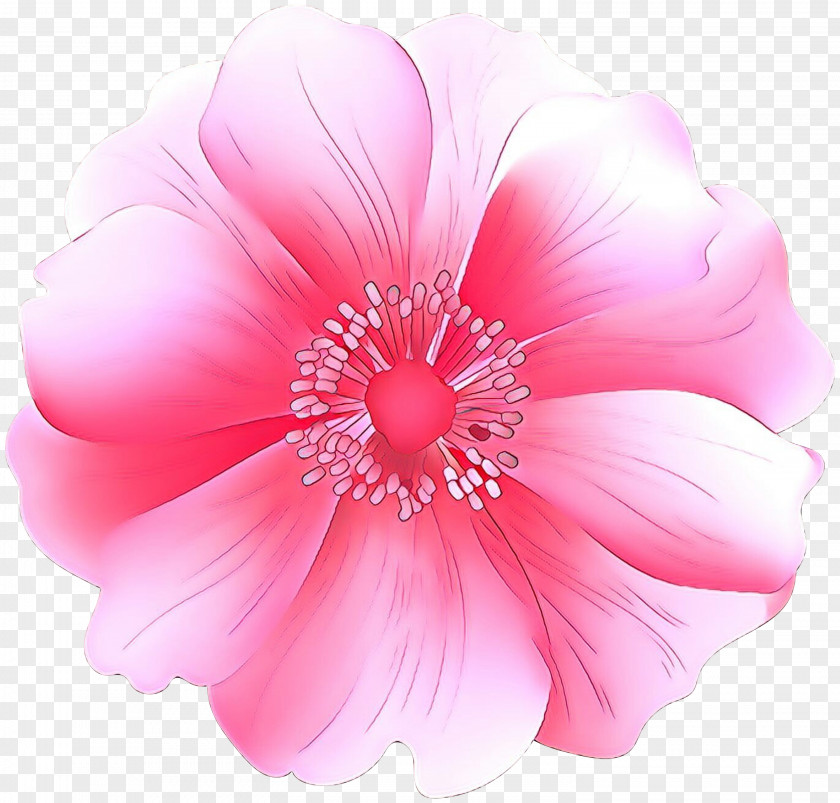 Mallow Family Wildflower Pink Petal Flower Plant Hibiscus PNG
