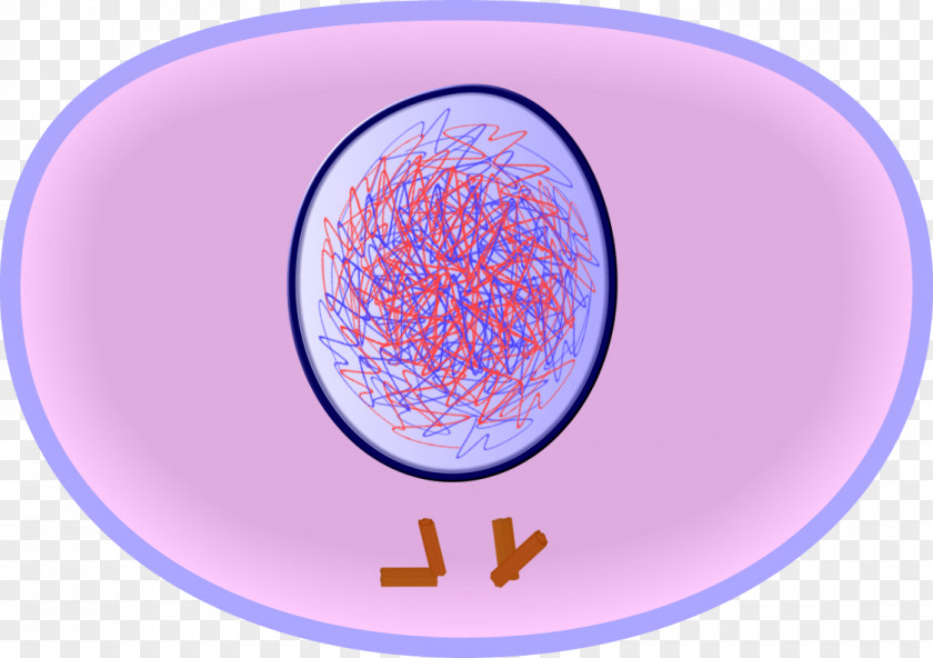 Stage Interphase Cell Cycle Mitosis Division PNG