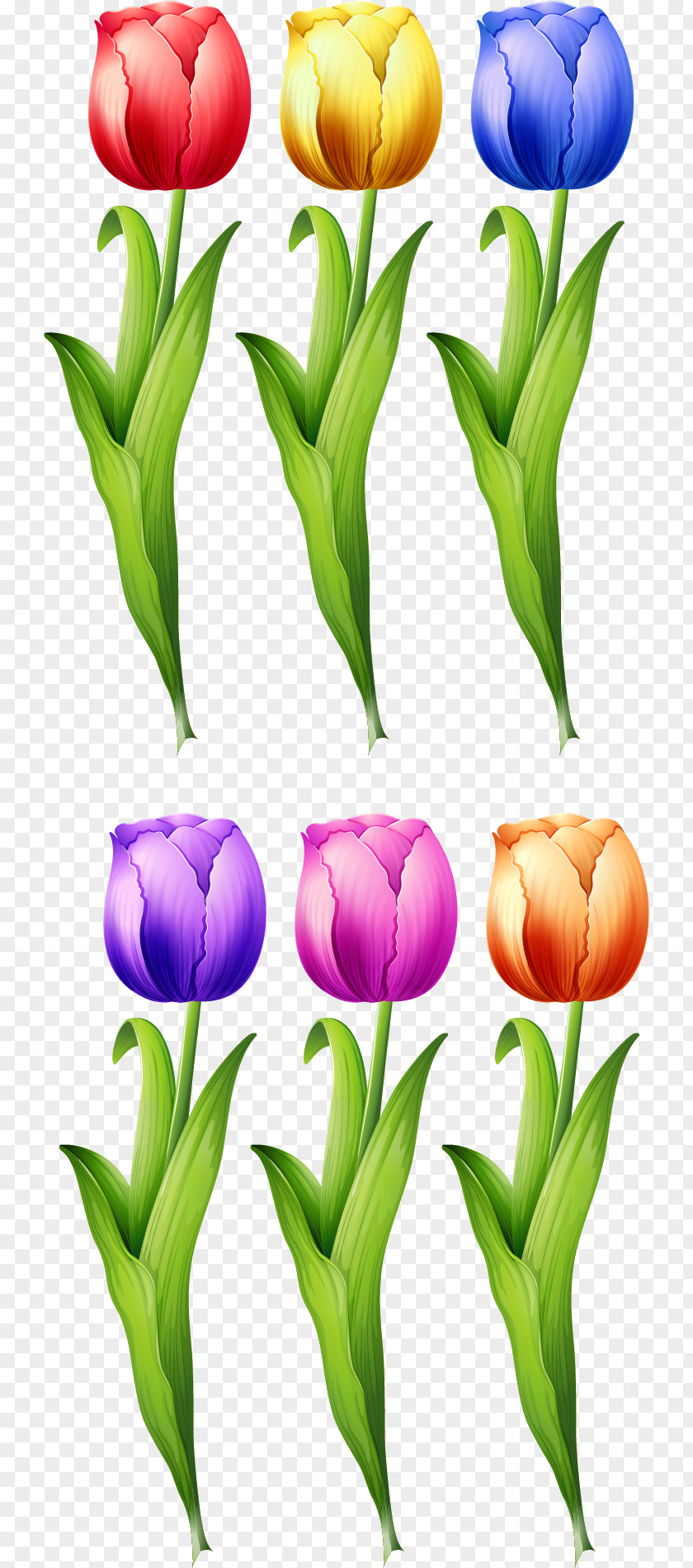 Vector Hand-painted Tulip Flower Illustration PNG