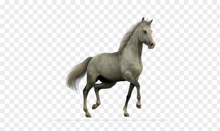 Whitehorse Horse Roan Clip Art PNG