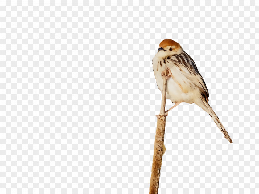 Bird Beak Sparrow House Emberizidae PNG