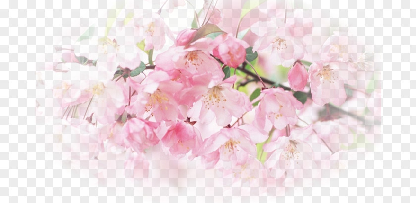 Flower Desktop Wallpaper High-definition Television Display Resolution Blossom PNG