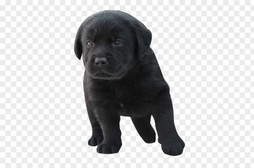 Labrador Retriever Cane Corso Puppy Vertebrate Dog Breed PNG