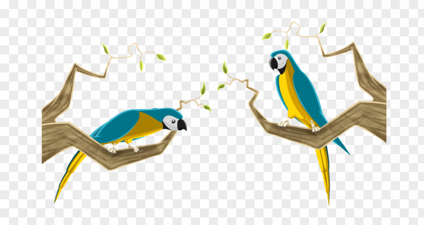 Parrot Macaws Animation Beak PNG