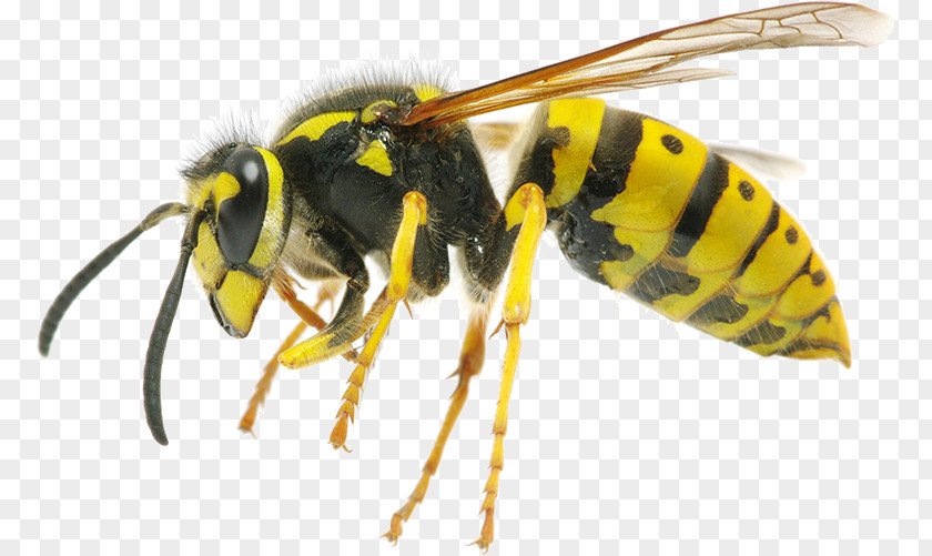 Bees Hornet Characteristics Of Common Wasps And Insect PNG