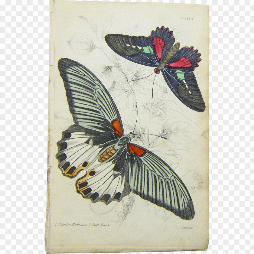 Butterfly Naturalist PNG