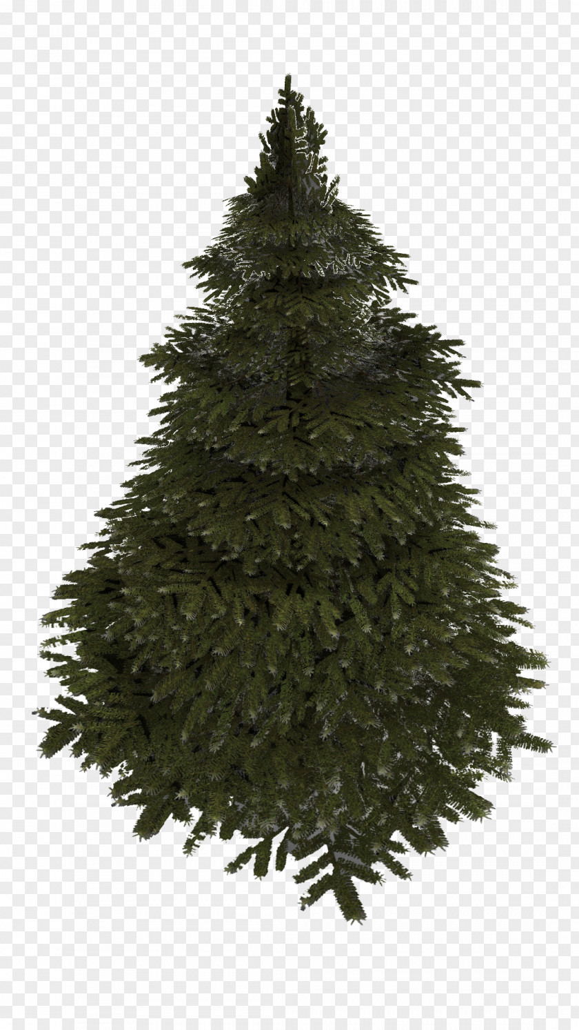Christmas Tree Spruce Fir Pine PNG