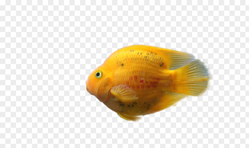 Fish Goldfish Feeder Painting PNG