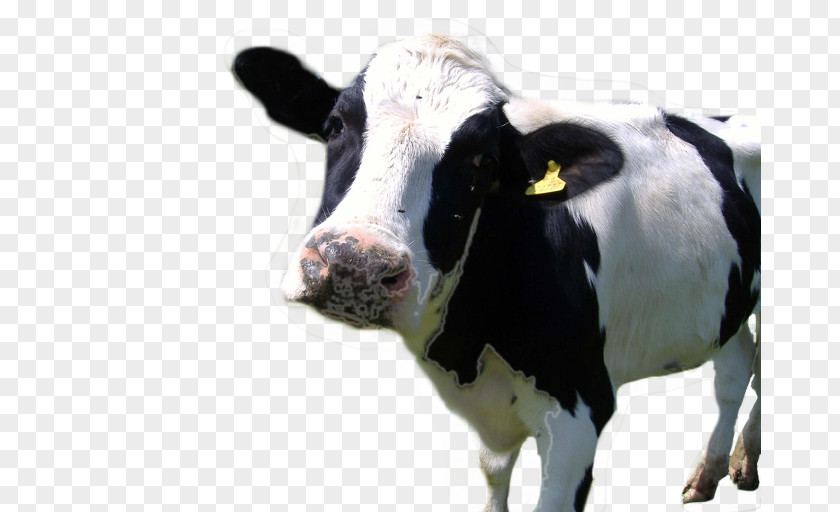 Holstein Friesian Cattle Hereford Farm Animals: Cows Dairy Farming PNG