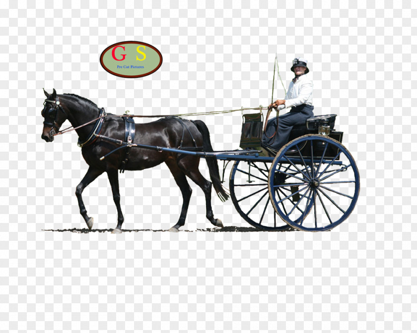 Horse Harnesses And Buggy Stallion Chariot PNG