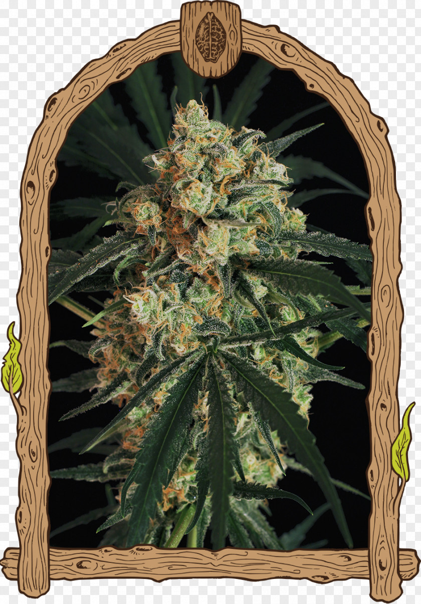 Skunk Autoflowering Cannabis Seed Haze AAA PNG