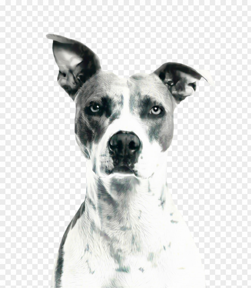 Staffordshire Bull Terrier Rat Cute Dog PNG