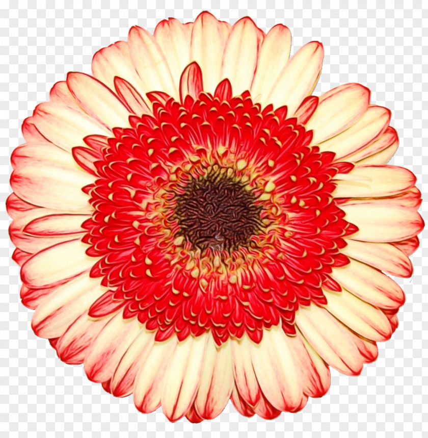 Transvaal Daisy Floristry Cut Flowers Chrysanthemum Flower PNG