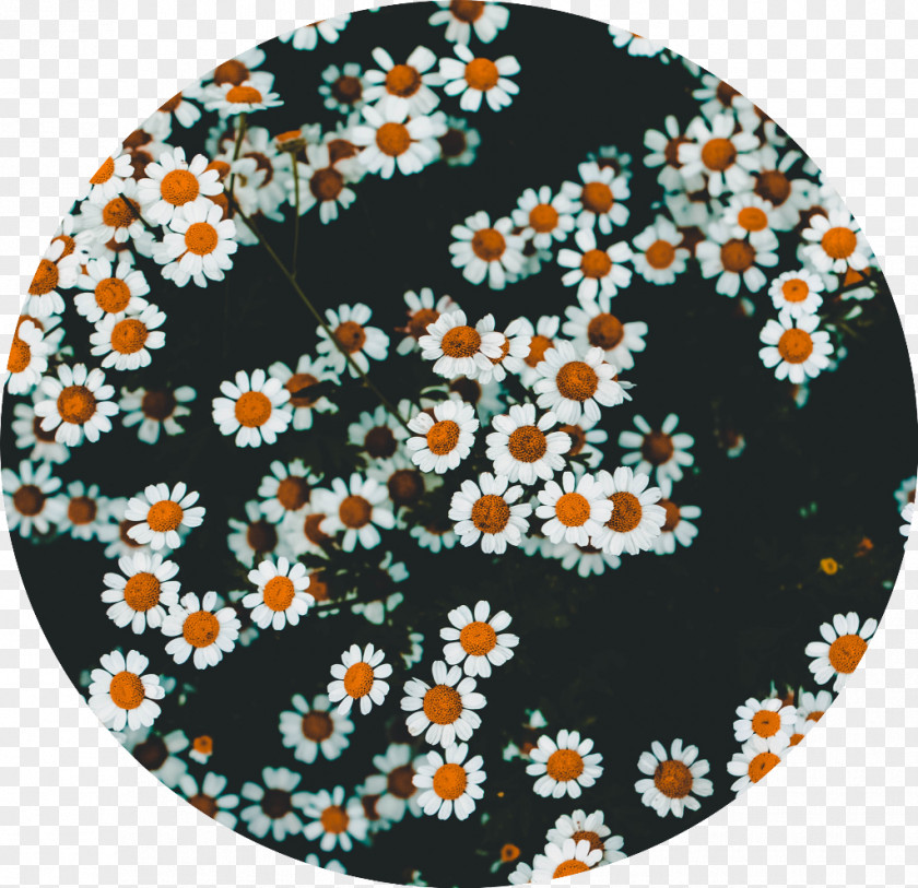 Aster Porcelain Floral Flower Background PNG
