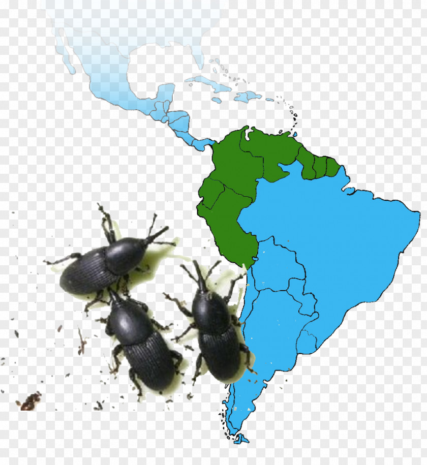 Beetle National University Of Colombia Rhynchophorus Ferrugineus Invasive Species Promosul Meeting Autos Former Sierra PNG