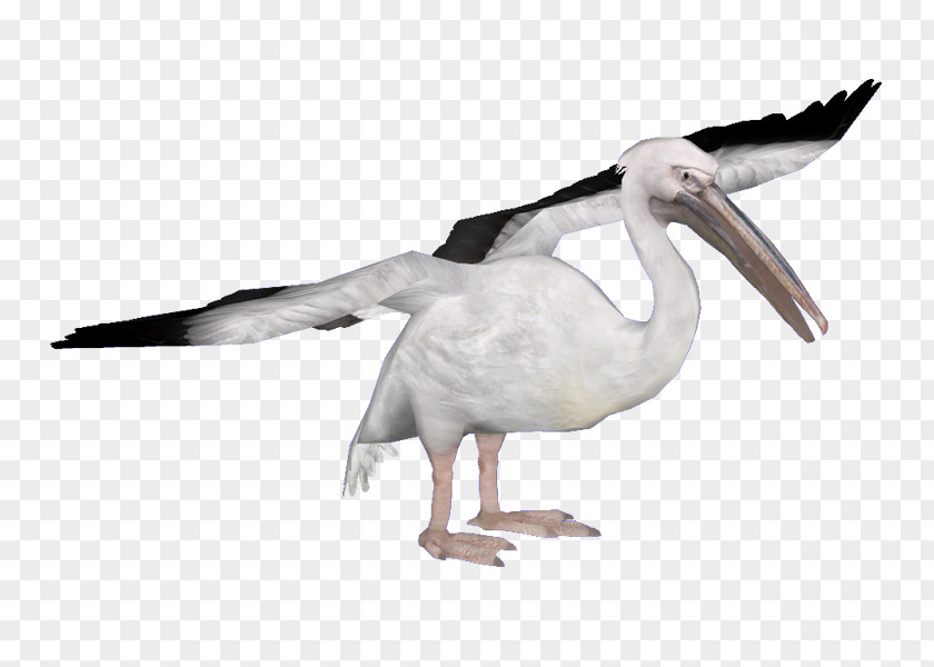 Bird Heron Water Spoonbills Great White Pelican PNG