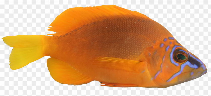 Fish Goldfish Coral Reef Hermaphrodite Oscar PNG