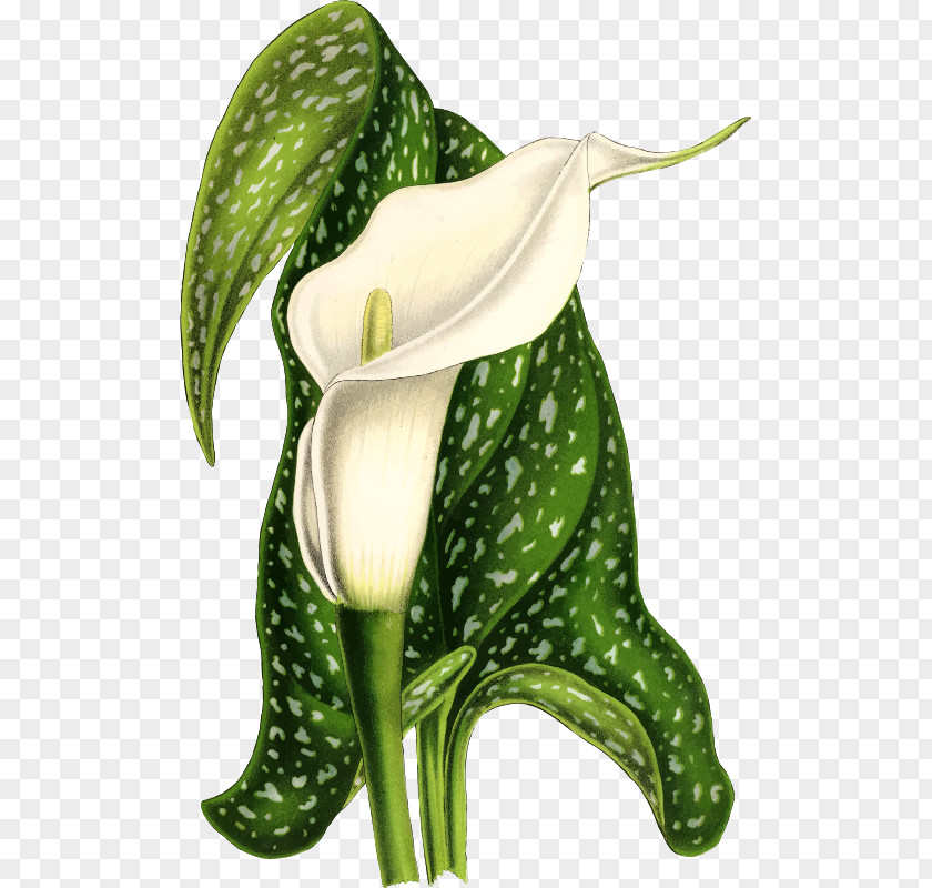 Flower Arum Lilies Arum-lily Madonna Lily Bulb PNG
