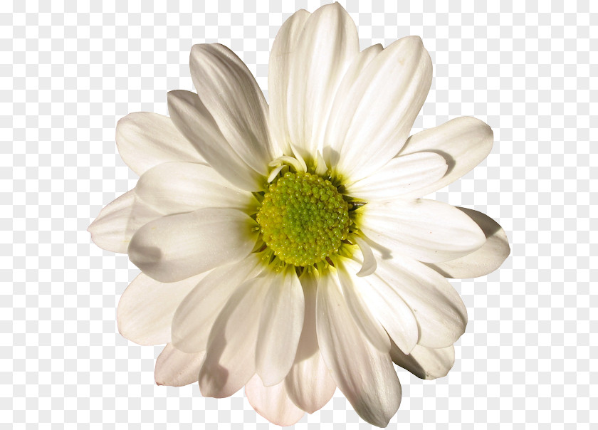 Flower Oxeye Daisy German Chamomile Cut Flowers Petal PNG