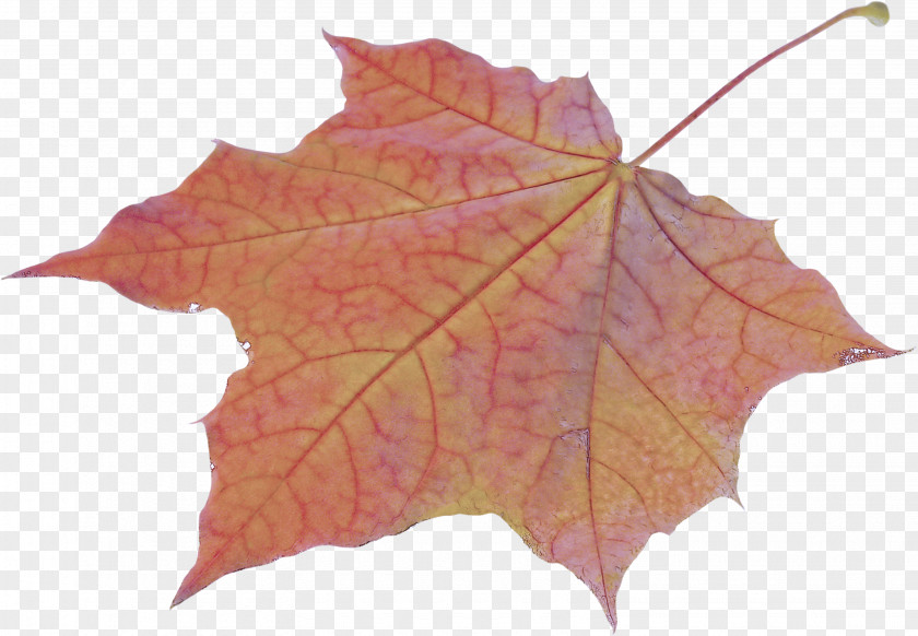 Flower Sweet Gum Maple Leaf PNG