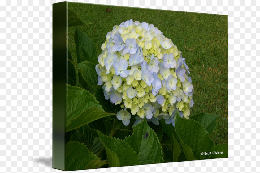 Hydrangea Frame Hydrangeaceae PNG