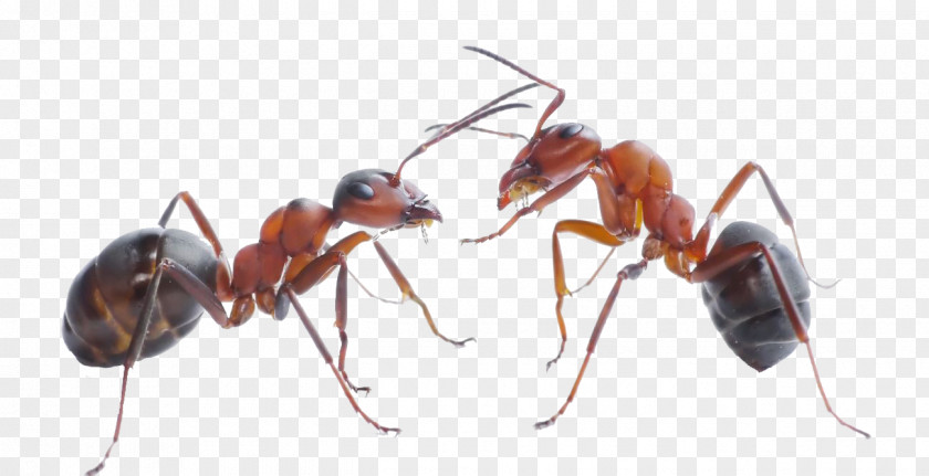 Ants The Black Garden Ant Carpenter Pest Control PNG