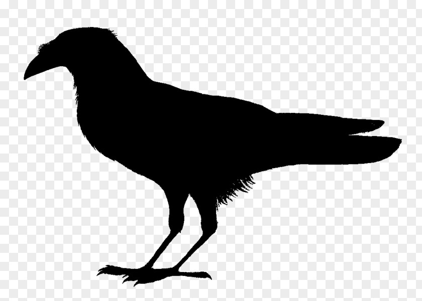 Bird Birds Of The World: Recommended English Names Piping Crow Somali Common Raven PNG