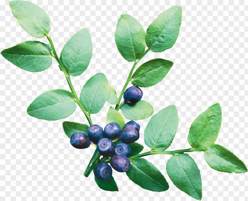 Blueberries European Blueberry Vaccinium Corymbosum Fruit PNG