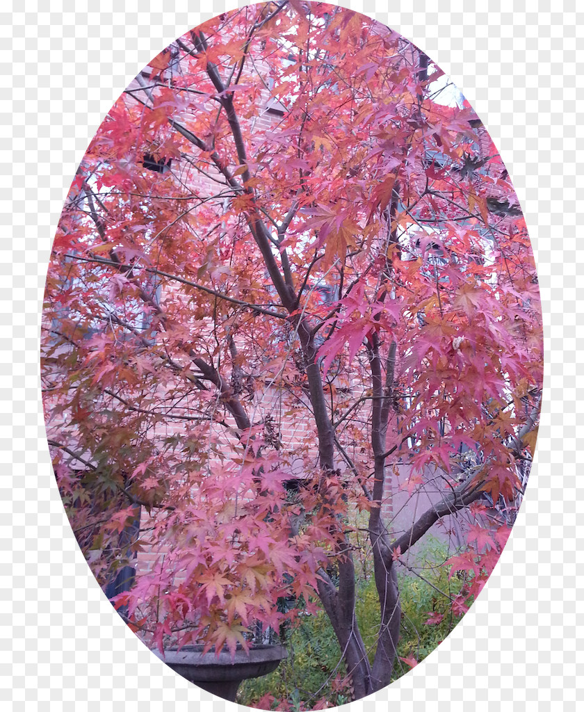Cherry Blossom ST.AU.150 MIN.V.UNC.NR AD Autumn Pink M Cherries PNG
