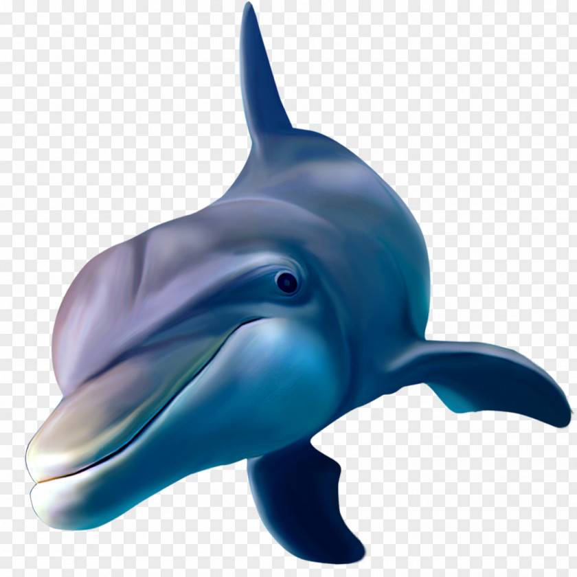 Dolphin Common Bottlenose Rough-toothed Short-beaked Wholphin Tucuxi PNG